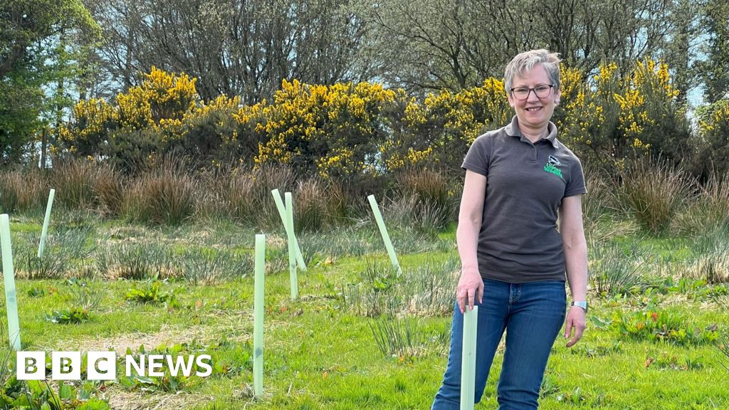 A rare temperate rainforest is being coaxed back to life on the British coast.