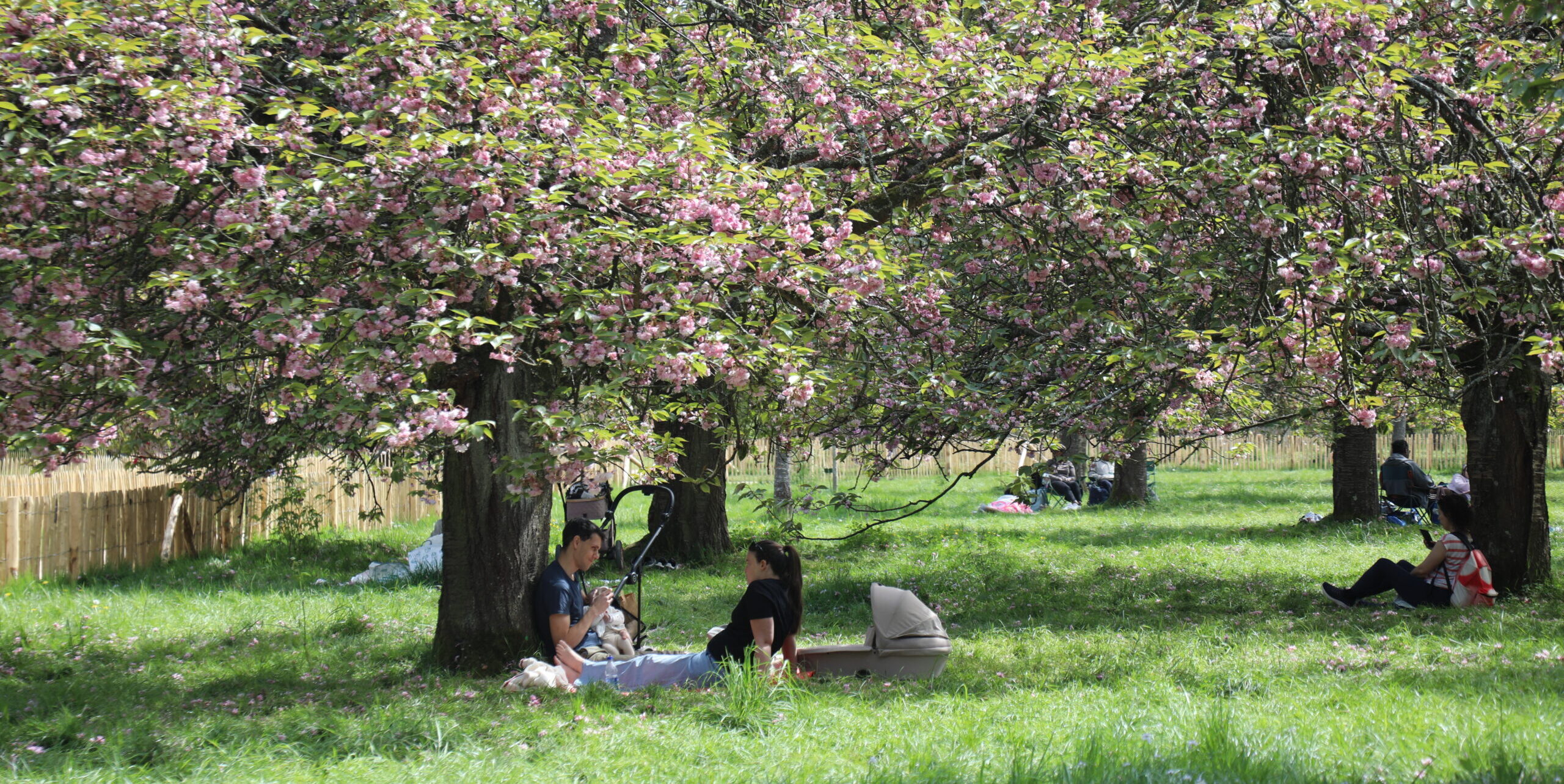 The French city that champions its trees.