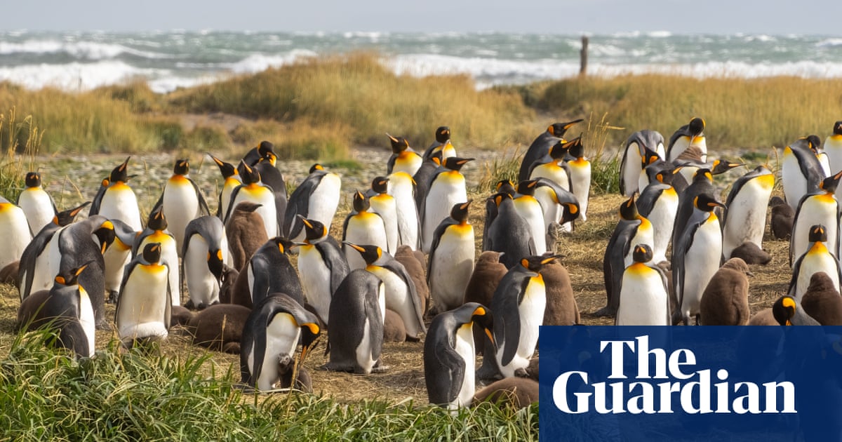 A kindergarten teacher became, by accident, the guardian of 200 king penguins.